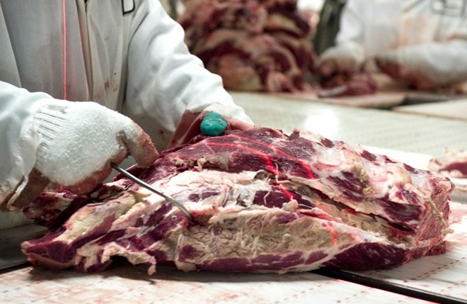 Beef carcasses at the Cargill beef plant in Fort Morgan, Colo. This plant employs around 2,000 workers and processes 4,500 cattle each day.