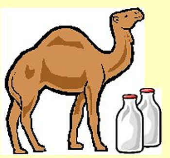 Camel Milk